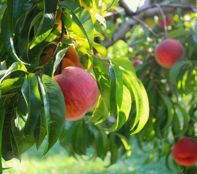 Peach Recipes