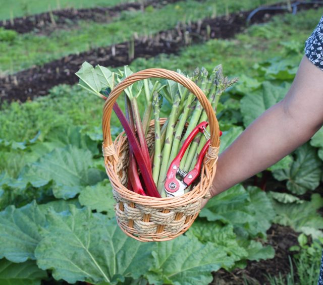 Pick Your Own
